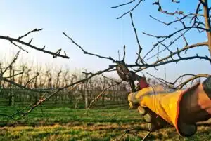 potare un albero di melo