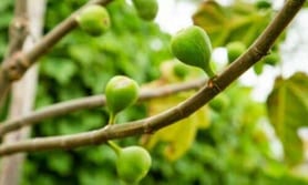 Il periodo migliore per potare un albero di fico è dopo la fine dell'inverno